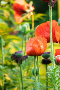 Poppies, Papaver Poppies, Papaver